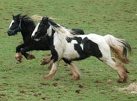 Fourteen rescue ponies find sanctuary in Newton Abbot