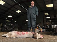 Farmer’s trauma after sheep attack and dog shooting