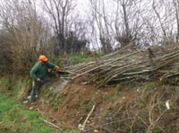 Devon hedge laying competition