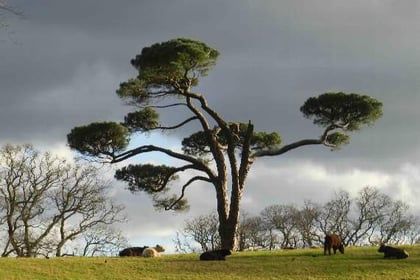 YOUR PICTURES: Grazing cows