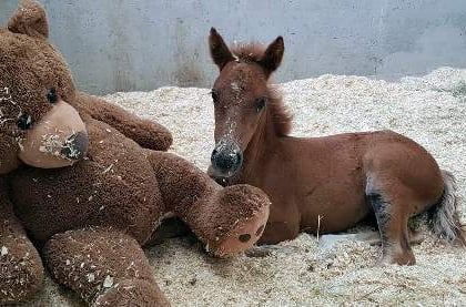 Orphaned foal rescued from moor