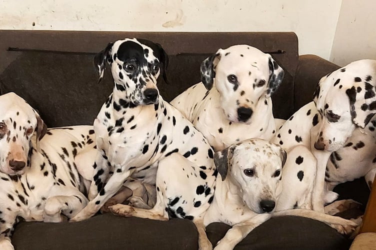 Sue Bell's dalmation dogs enjoying their home near Newton Abbot, Devon. See story SWTPdalmatian - by Lauren Beavis The couple behind the UK's only Dalmatian sanctuary fear they may be forced to close - unless they can find a new home. Sue Bell, 54, runs the rescue centre alongside partner Dave Haywood, 56, where they live with 31 dogs. The rehomed pooches are treated like "kids" - living inside the converted stable and allowed on the sofas and beds. The couple, who go through a staggering 15kg of dog food a day, have helped more than 400 Dalmatians since they opened in 2016
