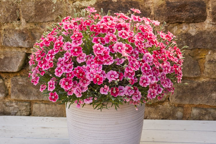 Electric Dreams dianthus from Whetman Pinks in Ashcombe 