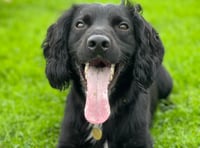 Rescued spaniel is now thriving as a police dog  after being abused