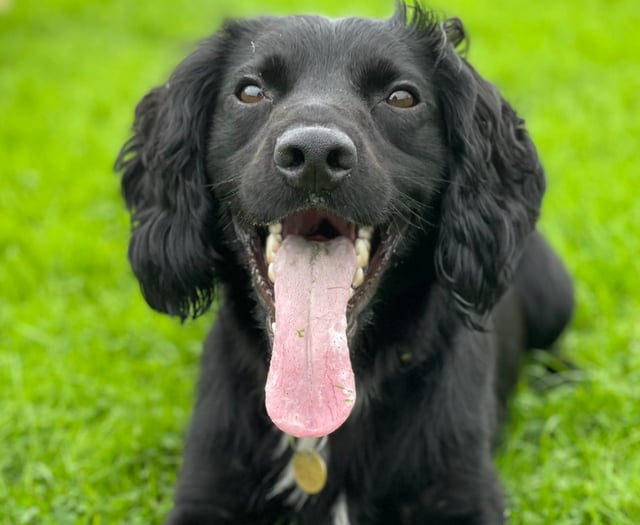 Rescued spaniel is now thriving as a police dog  after being abused