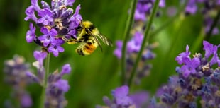 Become a bee champion and help save Bradleys’ bugs