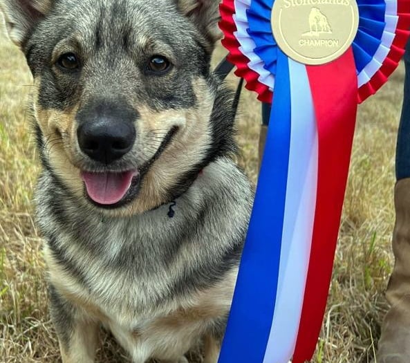 Dartmoor Pony and Dog Show details