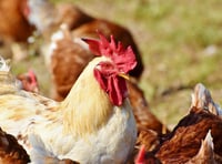 House your birds order to stop spread of bird flu