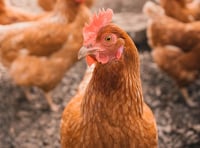 County on alert as avian flu on the rise