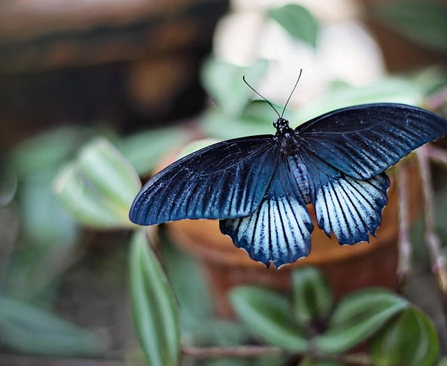 Charity makes it easy for nature-spotters this National Insect Week