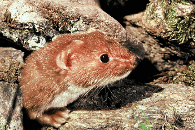 Like a ‘supersonic cocktail sausage’ a weasel in a Devon wall