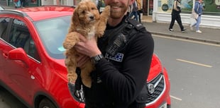 Police Buddy up with this gorgeous pup in Newton Abbot