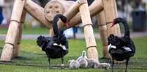 Iconic Black Swans breeding again in Dawlish 