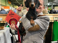 ‘Firecracker’ Monty wins big at Crufts