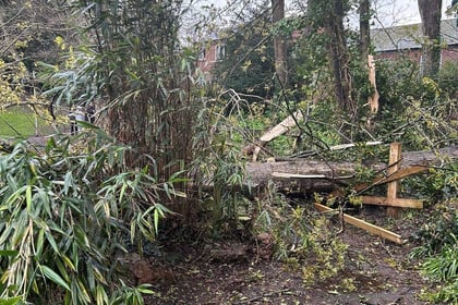 Storm Noa blows over a tree in Dawlish