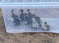 Rescuer boxes clever with runaway ducklings