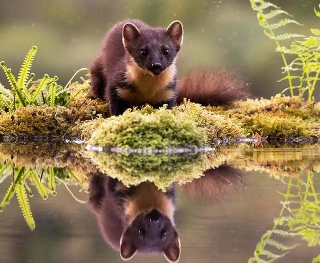 Why we must abandon pine martens rewilding plan