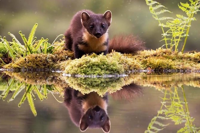 A pine marten