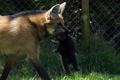 WATCH: Who could be afraid of this cute baby maned wolf?