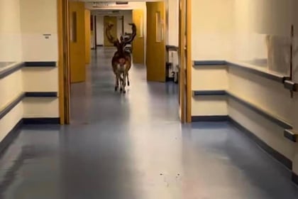 Watch as deer gallop through Plymouth Hospital corridors