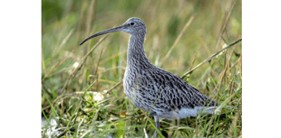 Curlew conservation programme on Dartmoor continues