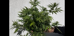 Police seize plants after reports of cannabis growing in garden