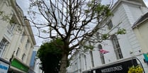 Town tree must be axed but will 'create pop-up meeting space'  

