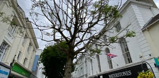 Town tree must be axed but will 'create pop-up meeting space'  

