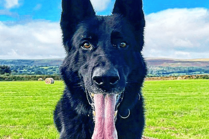 Retiring police dog Ozzie 