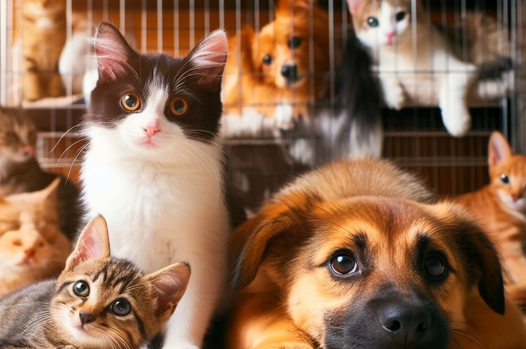 Bath Cats and Dogs home has seen a 121% increase in abandoned pets.