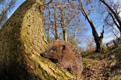 Mini-heat spike ahead could bring boost to soon-to-be hibernating hedgehogs