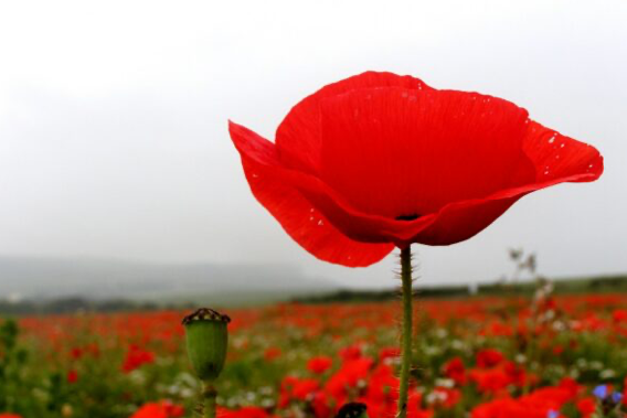 Poppy stock image