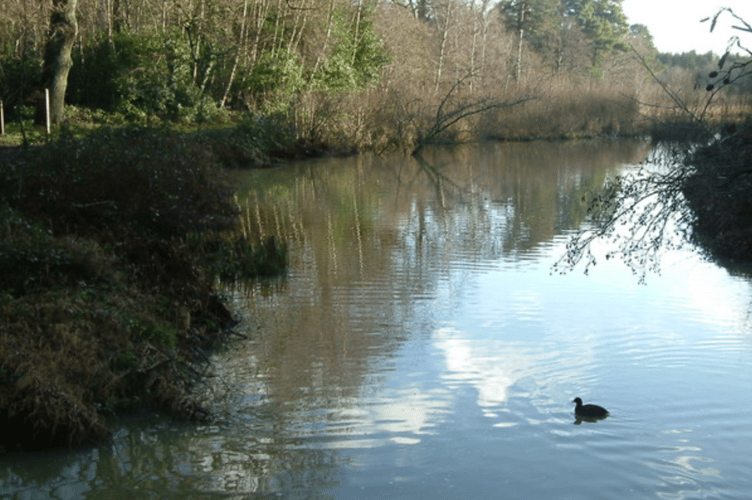 A duck, enjoying an afternoon dip at Stover Park.