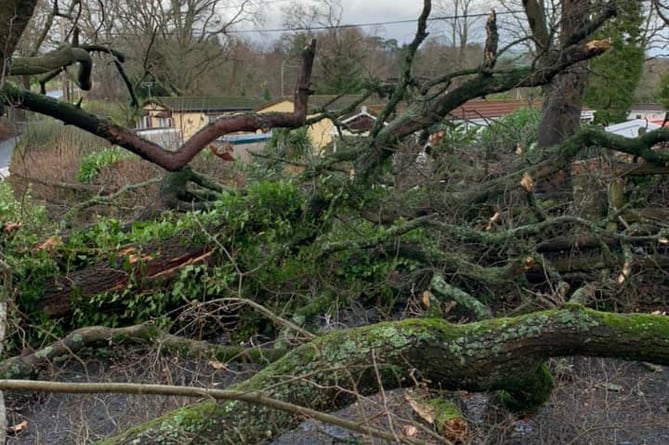 Fallen tree