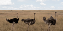  Several ostriches legally owned in Teignbridge