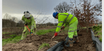 Relocated trees assist carbon negative highway