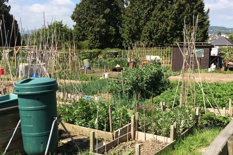 Allotments in Chudleigh. Photo Chudleigh Town Council 