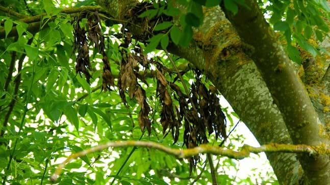 Ash Dieback, photo Woodland Trust 