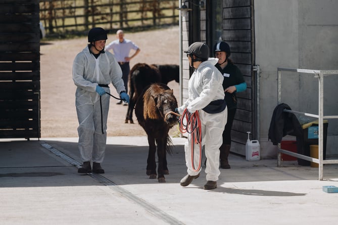 Vets in training at Mare and Foal Sanctuary 