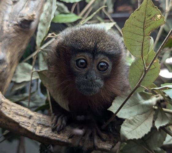 Titi monkey at Shaldon Wildlife Trust 