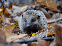 Hedgehog fair in aid of rescue charity 