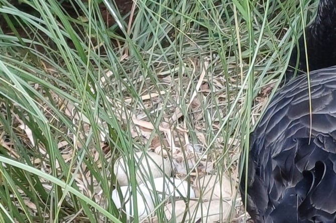 Black Swan nest in Dawish. Photo Dawlish Waterfowl Wardens 