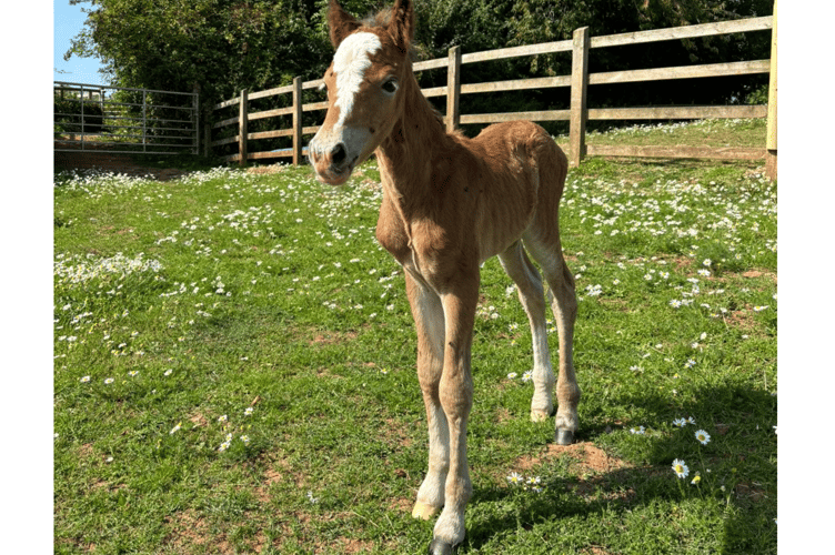 Mare and Foal Sanctuary