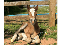 Birth of pony charity's newest foal caught on video 