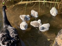 WATCH: six new cygnets on the water in Dawlish 