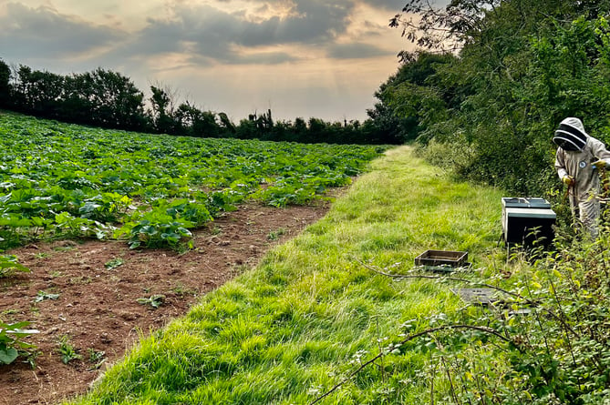 Smallacombe Farm pumpkin patch. Photo Smallacombe Farm. 