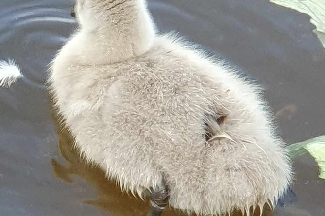 One of the six cygnets has died. Photo Dawlish Waterfowl Wardens 