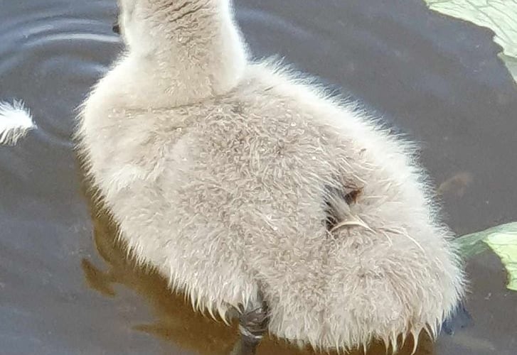 One of the six cygnets has died. Photo Dawlish Waterfowl Wardens 