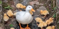 One of six cygnets dies