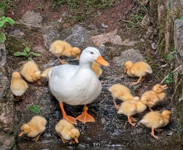 One of six cygnets dies